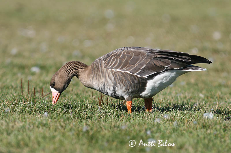 Avainsanat: Oca riallera grossa Blisgås Kolgans Greater White-fronted Goose Suur-laukhani Tundrahanhi Oie rieuse Bläßgans Nagy lilik Blesgæs Tundragås Ganso-grande-de-testa-branca Anser albifrons Ansar Careto Bläsgås