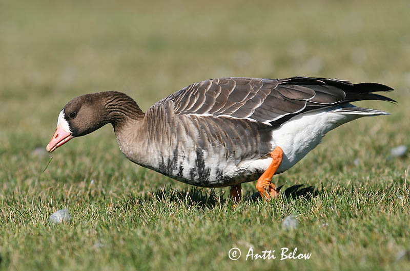 Avainsanat: Oca riallera grossa Blisgås Kolgans Greater White-fronted Goose Suur-laukhani Tundrahanhi Oie rieuse Bläßgans Nagy lilik Blesgæs Tundragås Ganso-grande-de-testa-branca Anser albifrons Ansar Careto Bläsgås