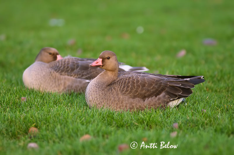 Avainsanat: Oca riallera grossa Blisgås Kolgans Greater White-fronted Goose Suur-laukhani Tundrahanhi Oie rieuse Bläßgans Nagy lilik Blesgæs Tundragås Ganso-grande-de-testa-branca Anser albifrons Ansar Careto Bläsgås