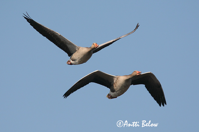 Avainsanat: Oca vulgar Grågås Grauwe gans Greylag Goose Hallhani roohani Merihanhi Oie cendrée Graugans Nyári lúd Grágæs Grågås Ganso-comum Anser anser Ansar Común Grågås