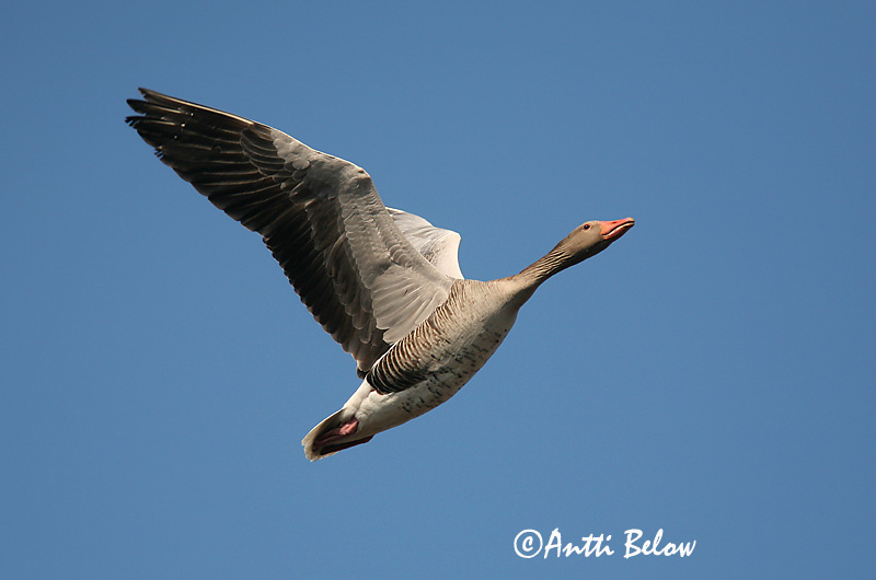 Avainsanat: Oca vulgar Grågås Grauwe gans Greylag Goose Hallhani roohani Merihanhi Oie cendrée Graugans Nyári lúd Grágæs Grågås Ganso-comum Anser anser Ansar Común Grågås
