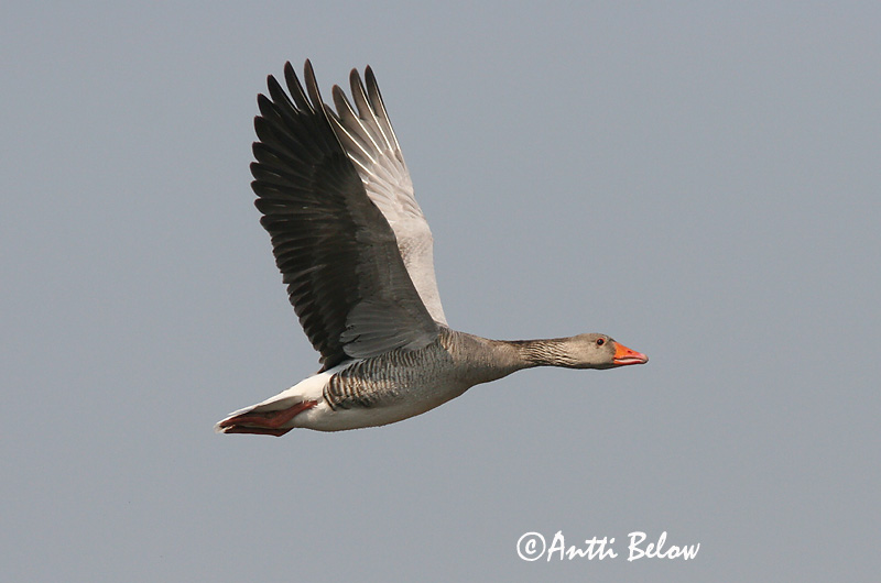 Avainsanat: Oca vulgar Grågås Grauwe gans Greylag Goose Hallhani roohani Merihanhi Oie cendrée Graugans Nyári lúd Grágæs Grågås Ganso-comum Anser anser Ansar Común Grågås