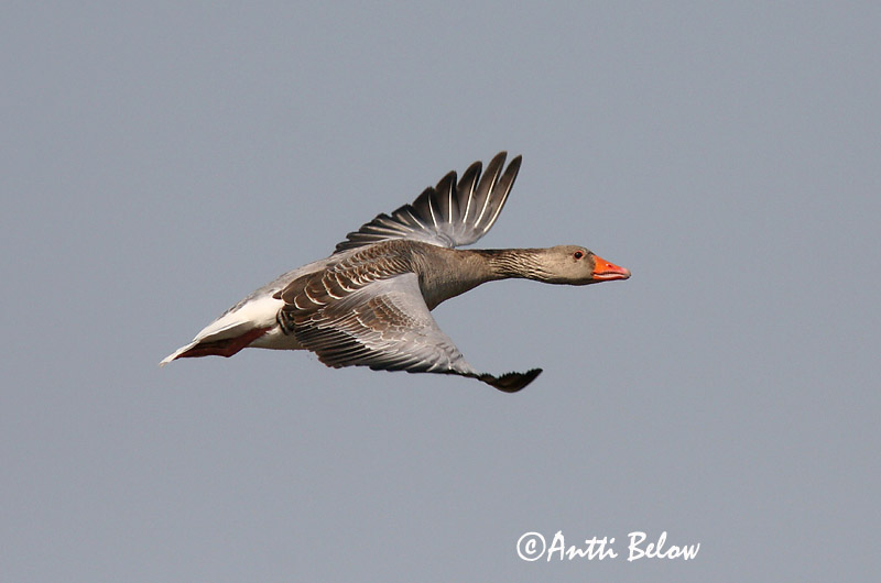 Avainsanat: Oca vulgar Grågås Grauwe gans Greylag Goose Hallhani roohani Merihanhi Oie cendrée Graugans Nyári lúd Grágæs Grågås Ganso-comum Anser anser Ansar Común Grågås