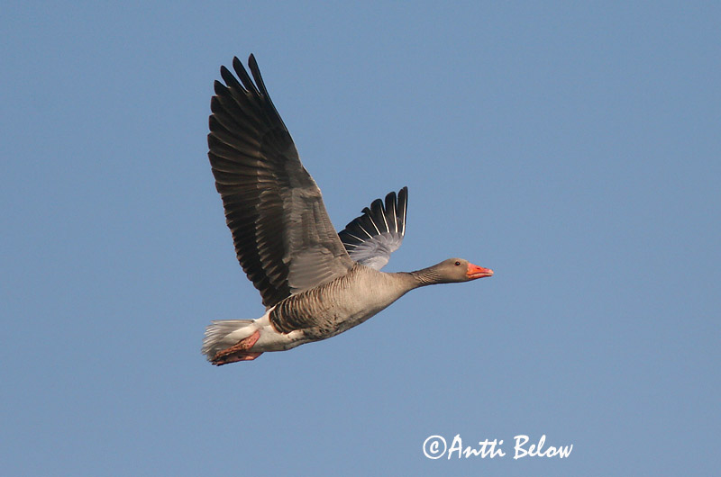 Avainsanat: Oca vulgar Grågås Grauwe gans Greylag Goose Hallhani roohani Merihanhi Oie cendrée Graugans Nyári lúd Grágæs Grågås Ganso-comum Anser anser Ansar Común Grågås