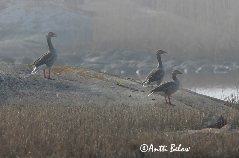 Avainsanat: Oca vulgar Grågås Grauwe gans Greylag Goose Hallhani roohani Merihanhi Oie cendrée Graugans Nyári lúd Grágæs Grågås Ganso-comum Anser anser Ansar Común Grågås