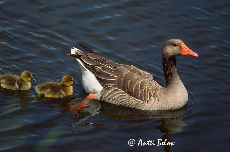 Avainsanat: Oca vulgar Grågås Grauwe gans Greylag Goose Hallhani roohani Merihanhi Oie cendrée Graugans Nyári lúd Grágæs Grågås Ganso-comum Anser anser Ansar Común Grågås