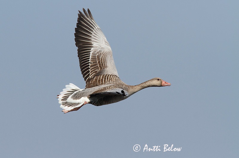 Avainsanat: Oca vulgar Grågås Grauwe gans Greylag Goose Hallhani roohani Merihanhi Oie cendrée Graugans Nyári lúd Grágæs Grågås Ganso-comum Anser anser Ansar Común Grågås
