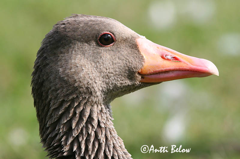 Avainsanat: Oca vulgar Grågås Grauwe gans Greylag Goose Hallhani roohani Merihanhi Oie cendrée Graugans Nyári lúd Grágæs Grågås Ganso-comum Anser anser Ansar Común Grågås