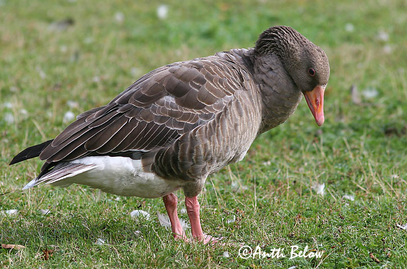 Avainsanat: Oca vulgar Grågås Grauwe gans Greylag Goose Hallhani roohani Merihanhi Oie cendrée Graugans Nyári lúd Grágæs Grågås Ganso-comum Anser anser Ansar Común Grågås