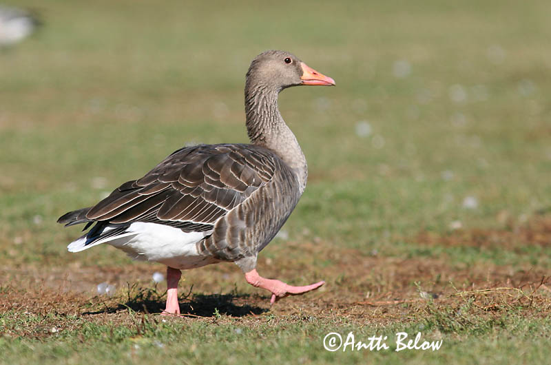 Avainsanat: Oca vulgar Grågås Grauwe gans Greylag Goose Hallhani roohani Merihanhi Oie cendrée Graugans Nyári lúd Grágæs Grågås Ganso-comum Anser anser Ansar Común Grågås