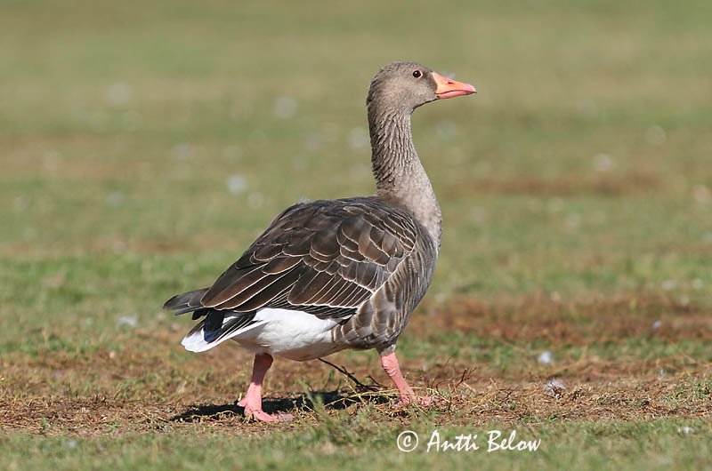 Avainsanat: Oca vulgar Grågås Grauwe gans Greylag Goose Hallhani roohani Merihanhi Oie cendrée Graugans Nyári lúd Grágæs Grågås Ganso-comum Anser anser Ansar Común Grågås