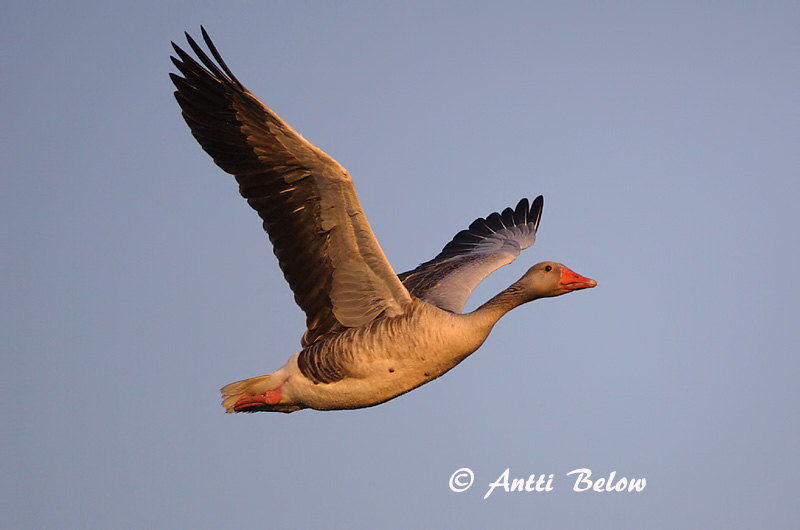 Avainsanat: Oca vulgar Grågås Grauwe gans Greylag Goose Hallhani roohani Merihanhi Oie cendrée Graugans Nyári lúd Grágæs Grågås Ganso-comum Anser anser Ansar Común Grågås