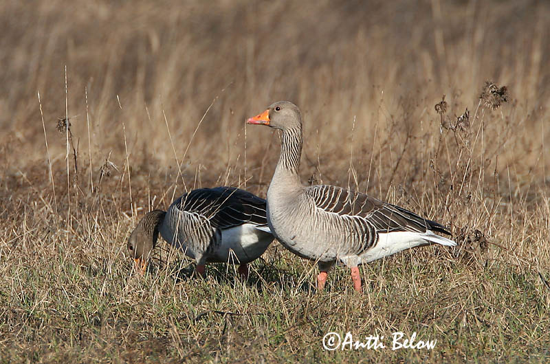 Avainsanat: Oca vulgar Grågås Grauwe gans Greylag Goose Hallhani roohani Merihanhi Oie cendrée Graugans Nyári lúd Grágæs Grågås Ganso-comum Anser anser Ansar Común Grågås