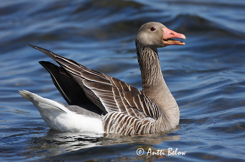 Avainsanat: Oca vulgar Grågås Grauwe gans Greylag Goose Hallhani roohani Merihanhi Oie cendrée Graugans Nyári lúd Grágæs Grågås Ganso-comum Anser anser Ansar Común Grågås