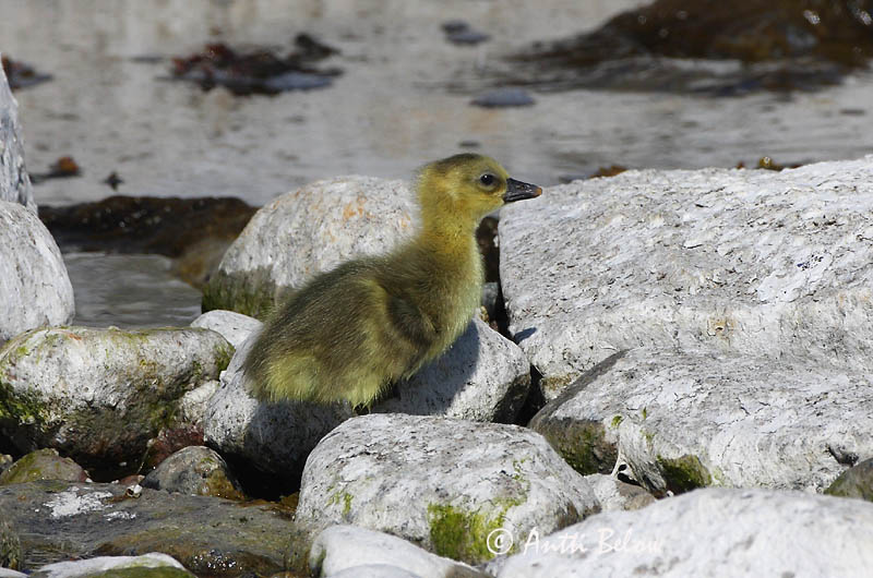 Avainsanat: Oca vulgar Grågås Grauwe gans Greylag Goose Hallhani roohani Merihanhi Oie cendrée Graugans Nyári lúd Grágæs Grågås Ganso-comum Anser anser Ansar Común Grågås