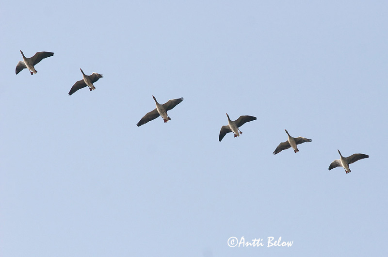 Avainsanat: Oca vulgar Grågås Grauwe gans Greylag Goose Hallhani roohani Merihanhi Oie cendrée Graugans Nyári lúd Grágæs Grågås Ganso-comum Anser anser Ansar Común Grågås