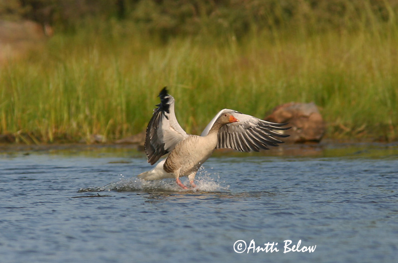 Avainsanat: Oca vulgar Grågås Grauwe gans Greylag Goose Hallhani roohani Merihanhi Oie cendrée Graugans Nyári lúd Grágæs Grågås Ganso-comum Anser anser Ansar Común Grågås