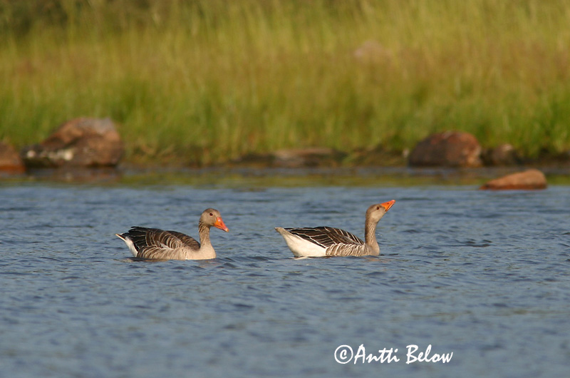 Avainsanat: Oca vulgar Grågås Grauwe gans Greylag Goose Hallhani roohani Merihanhi Oie cendrée Graugans Nyári lúd Grágæs Grågås Ganso-comum Anser anser Ansar Común Grågås