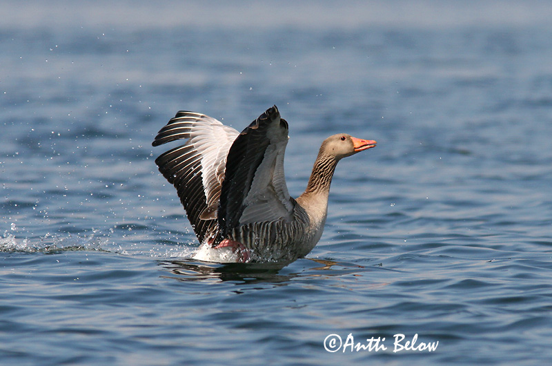 Avainsanat: Oca vulgar Grågås Grauwe gans Greylag Goose Hallhani roohani Merihanhi Oie cendrée Graugans Nyári lúd Grágæs Grågås Ganso-comum Anser anser Ansar Común Grågås