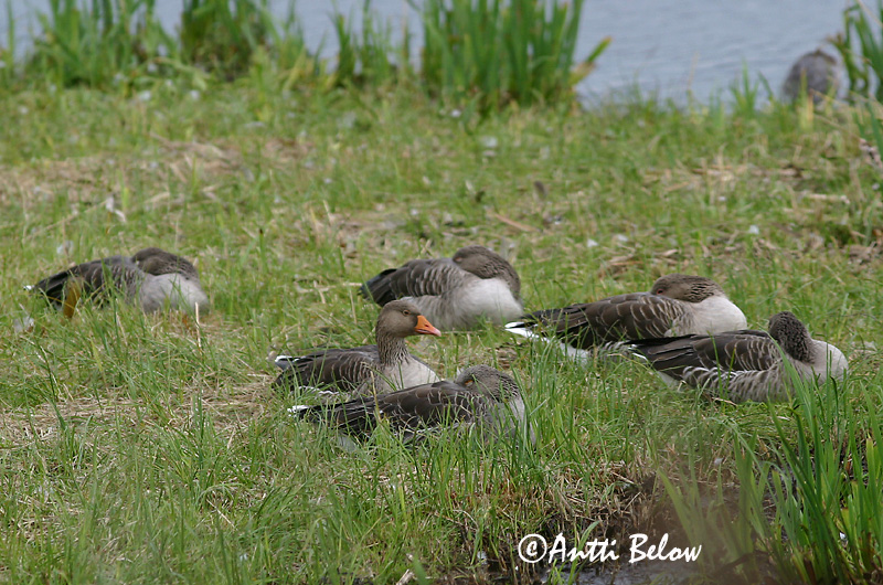 Avainsanat: Oca vulgar Grågås Grauwe gans Greylag Goose Hallhani roohani Merihanhi Oie cendrée Graugans Nyári lúd Grágæs Grågås Ganso-comum Anser anser Ansar Común Grågås