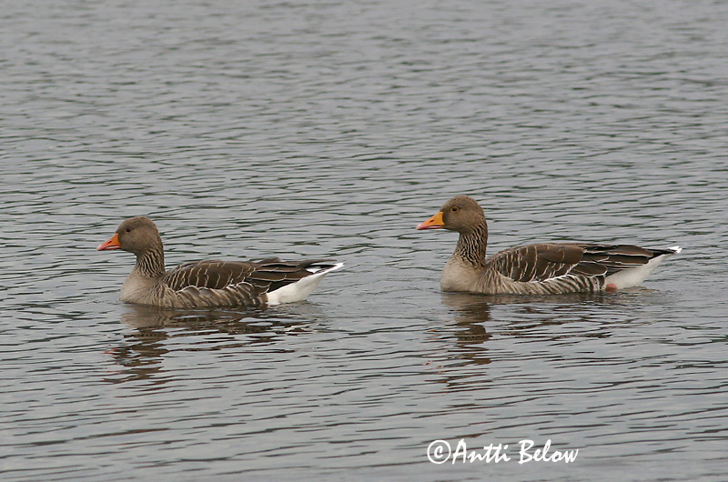 Avainsanat: Oca vulgar Grågås Grauwe gans Greylag Goose Hallhani roohani Merihanhi Oie cendrée Graugans Nyári lúd Grágæs Grågås Ganso-comum Anser anser Ansar Común Grågås