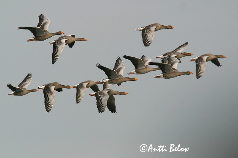 Avainsanat: Oca vulgar Grågås Grauwe gans Greylag Goose Hallhani roohani Merihanhi Oie cendrée Graugans Nyári lúd Grágæs Grågås Ganso-comum Anser anser Ansar Común Grågås