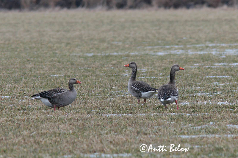 Avainsanat: Oca vulgar Grågås Grauwe gans Greylag Goose Hallhani roohani Merihanhi Oie cendrée Graugans Nyári lúd Grágæs Grågås Ganso-comum Anser anser Ansar Común Grågås