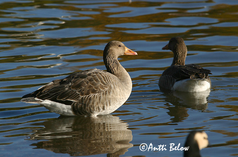 Avainsanat: Oca vulgar Grågås Grauwe gans Greylag Goose Hallhani roohani Merihanhi Oie cendrée Graugans Nyári lúd Grágæs Grågås Ganso-comum Anser anser Ansar Común Grågås
