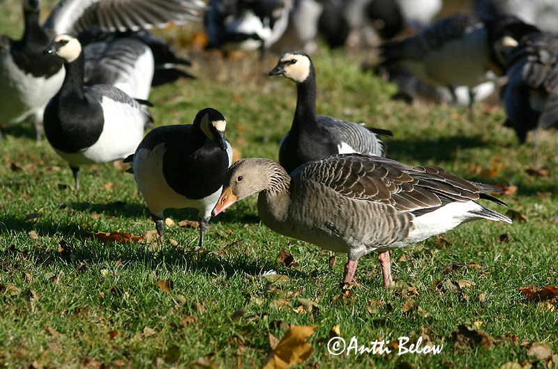 Avainsanat: Oca vulgar Grågås Grauwe gans Greylag Goose Hallhani roohani Merihanhi Oie cendrée Graugans Nyári lúd Grágæs Grågås Ganso-comum Anser anser Ansar Común Grågås