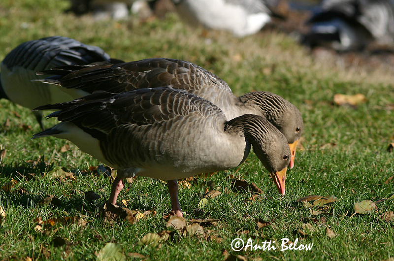 Avainsanat: Oca vulgar Grågås Grauwe gans Greylag Goose Hallhani roohani Merihanhi Oie cendrée Graugans Nyári lúd Grágæs Grågås Ganso-comum Anser anser Ansar Común Grågås