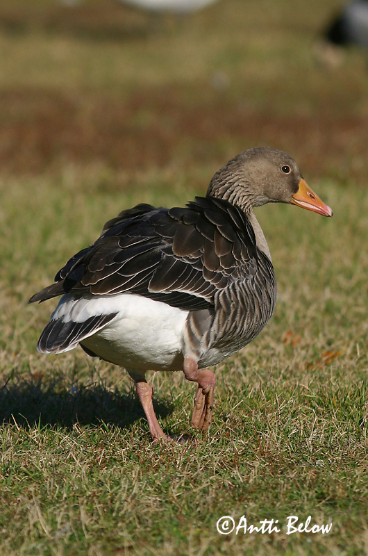 Avainsanat: Oca vulgar Grågås Grauwe gans Greylag Goose Hallhani roohani Merihanhi Oie cendrée Graugans Nyári lúd Grágæs Grågås Ganso-comum Anser anser Ansar Común Grågås