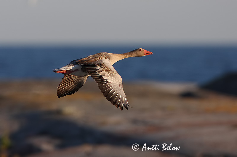Avainsanat: Oca vulgar Grågås Grauwe gans Greylag Goose Hallhani roohani Merihanhi Oie cendrée Graugans Nyári lúd Grágæs Grågås Ganso-comum Anser anser Ansar Común Grågås