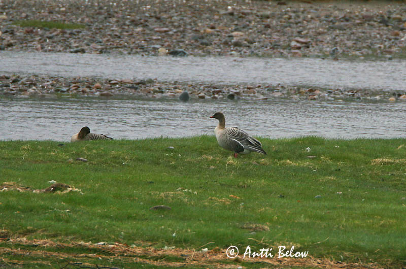 Avainsanat: Oca de bec curt Kortnæbbet gås Kleine rietgans Pink-footed Goose Lühinokk-hani Lyhytnokkahanhi Oie à bec court Kurzchnabelgans Rövidcsoru lúd Heiðagæs Kortnebbgås Ganso-de-bico-curto Anser brachyrhynchus Ansar Piquicorto Spetsbergsgås