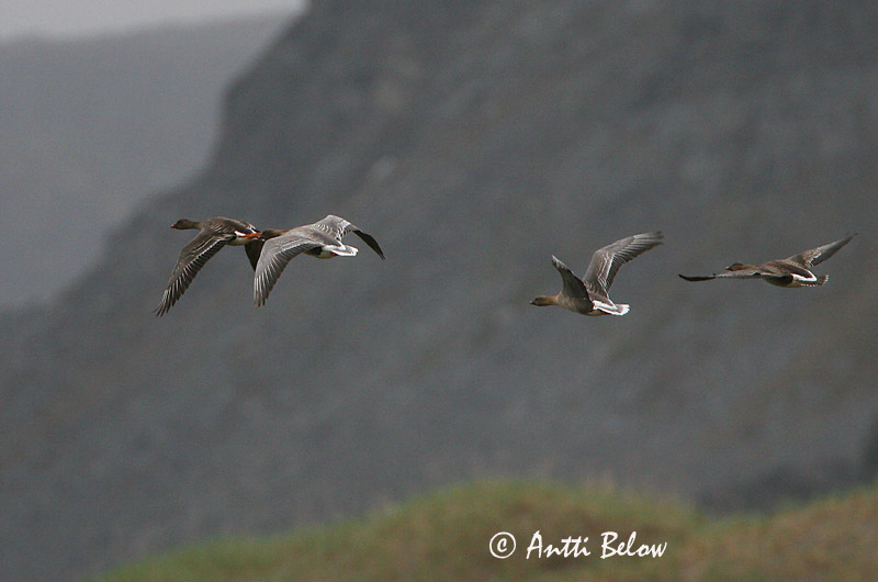 Avainsanat: Oca de bec curt Kortnæbbet gås Kleine rietgans Pink-footed Goose Lühinokk-hani Lyhytnokkahanhi Oie à bec court Kurzchnabelgans Rövidcsoru lúd Heiðagæs Kortnebbgås Ganso-de-bico-curto Anser brachyrhynchus Ansar Piquicorto Spetsbergsgås