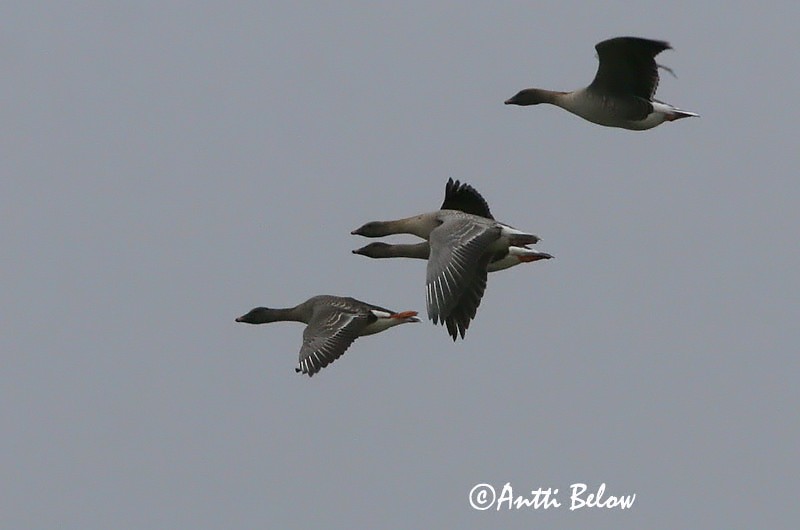 Avainsanat: Oca de bec curt Kortnæbbet gås Kleine rietgans Pink-footed Goose Lühinokk-hani Lyhytnokkahanhi Oie à bec court Kurzchnabelgans Rövidcsoru lúd Heiðagæs Kortnebbgås Ganso-de-bico-curto Anser brachyrhynchus Ansar Piquicorto Spetsbergsgås