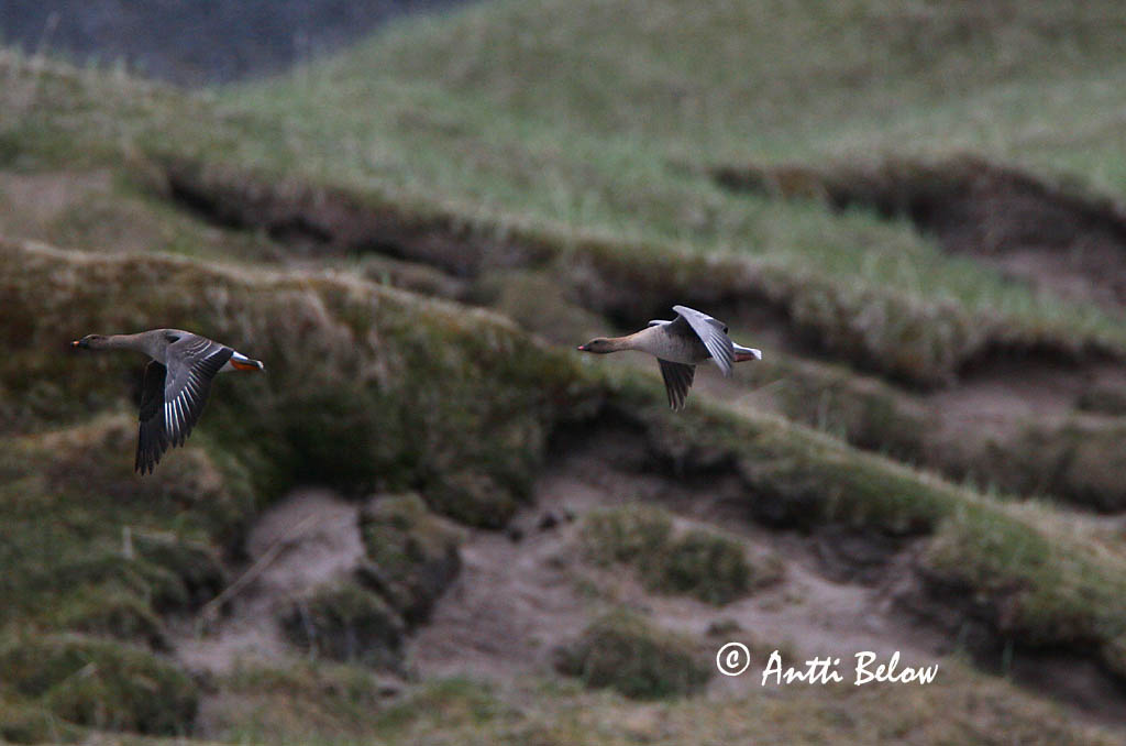 Avainsanat: Oca de bec curt Kortnæbbet gås Kleine rietgans Pink-footed Goose Lühinokk-hani Lyhytnokkahanhi Oie à bec court Kurzchnabelgans Rövidcsoru lúd Heiðagæs Kortnebbgås Ganso-de-bico-curto Anser brachyrhynchus Ansar Piquicorto Spetsbergsgås