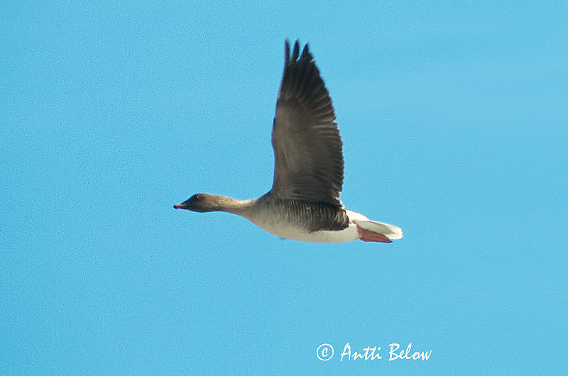 Avainsanat: Oca de bec curt Kortnæbbet gås Kleine rietgans Pink-footed Goose Lühinokk-hani Lyhytnokkahanhi Oie à bec court Kurzchnabelgans Rövidcsoru lúd Heiðagæs Kortnebbgås Ganso-de-bico-curto Anser brachyrhynchus Ansar Piquicorto Spetsbergsgås