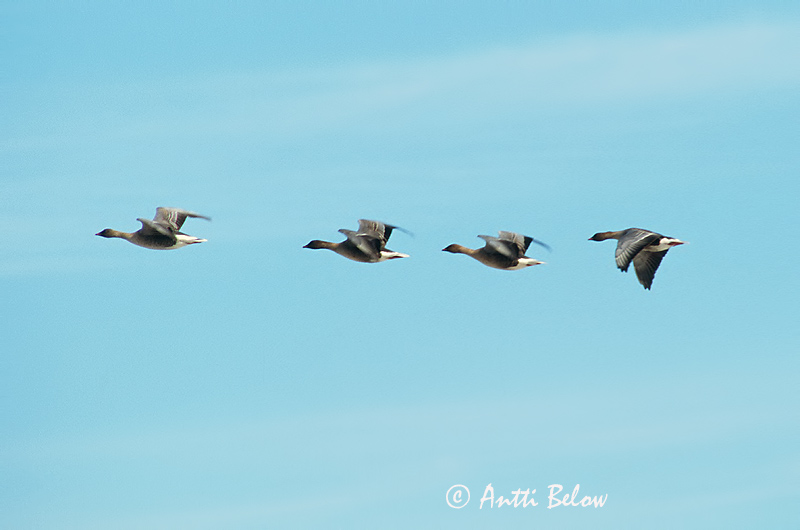 Avainsanat: Oca de bec curt Kortnæbbet gås Kleine rietgans Pink-footed Goose Lühinokk-hani Lyhytnokkahanhi Oie à bec court Kurzchnabelgans Rövidcsoru lúd Heiðagæs Kortnebbgås Ganso-de-bico-curto Anser brachyrhynchus Ansar Piquicorto Spetsbergsgås