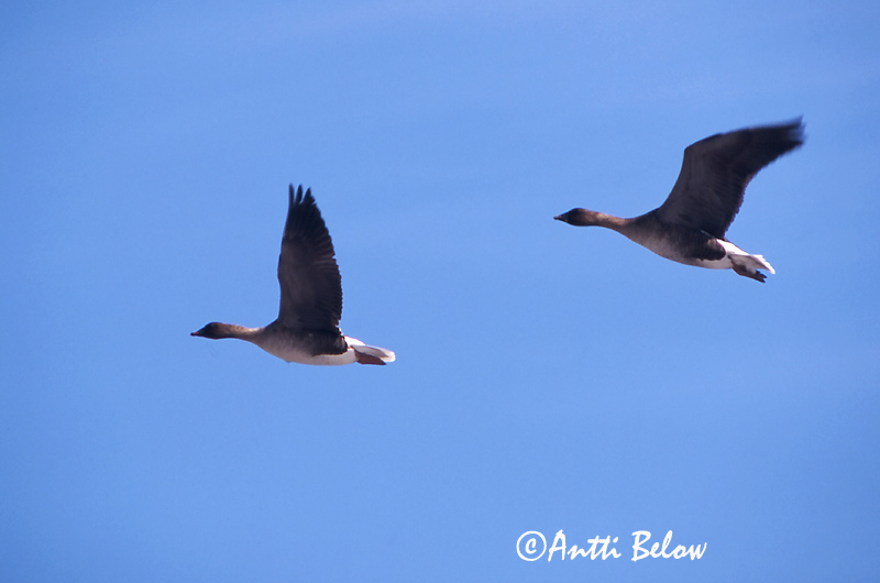 Avainsanat: Oca de bec curt Kortnæbbet gås Kleine rietgans Pink-footed Goose Lühinokk-hani Lyhytnokkahanhi Oie à bec court Kurzchnabelgans Rövidcsoru lúd Heiðagæs Kortnebbgås Ganso-de-bico-curto Anser brachyrhynchus Ansar Piquicorto Spetsbergsgås