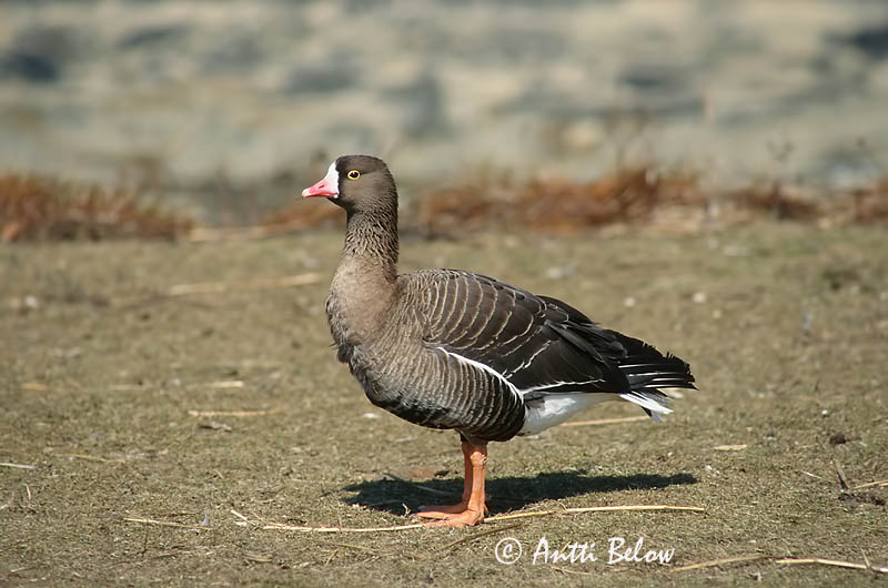 in Zoo
scanned
Avainsanat: Oca riallera petita Dværggås Dwerggans Lesser White-fronted Goose Väike-laukhani Kiljuhanhi Oie naine Zwerggans Kis lilik Fjallgæs Dverggås Ganso-pequena-de-testa-branca Anser erythropus Ansar Chico Fjällgås