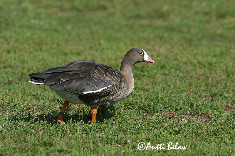 Espoo, Finland (escape)
Avainsanat: Oca riallera petita Dværggås Dwerggans Lesser White-fronted Goose Väike-laukhani Kiljuhanhi Oie naine Zwerggans Kis lilik Fjallgæs Dverggås Ganso-pequena-de-testa-branca Anser erythropus Ansar Chico Fjällgås