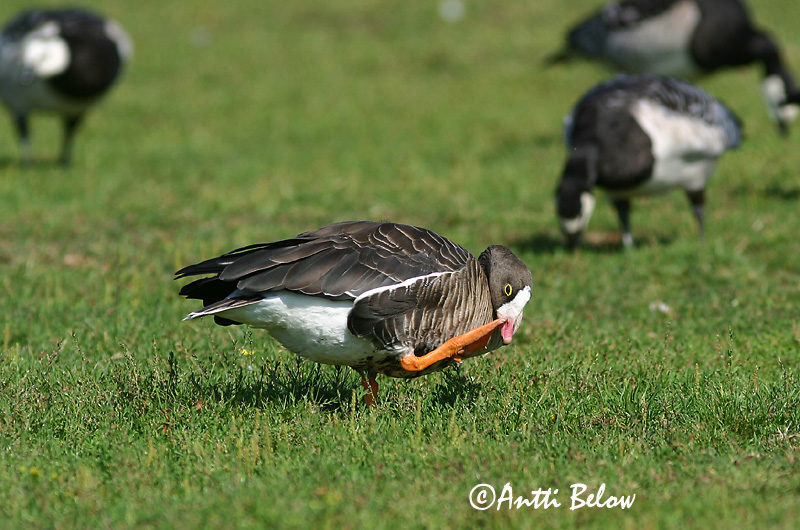 Espoo, Finland (escape)
Avainsanat: Oca riallera petita Dværggås Dwerggans Lesser White-fronted Goose Väike-laukhani Kiljuhanhi Oie naine Zwerggans Kis lilik Fjallgæs Dverggås Ganso-pequena-de-testa-branca Anser erythropus Ansar Chico Fjällgås