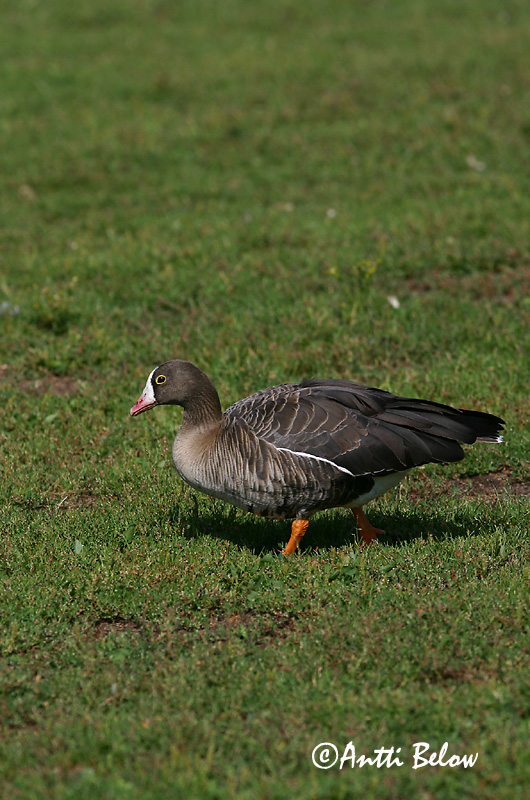 Avainsanat: Oca riallera petita Dværggås Dwerggans Lesser White-fronted Goose Väike-laukhani Kiljuhanhi Oie naine Zwerggans Kis lilik Fjallgæs Dverggås Ganso-pequena-de-testa-branca Anser erythropus Ansar Chico Fjällgås