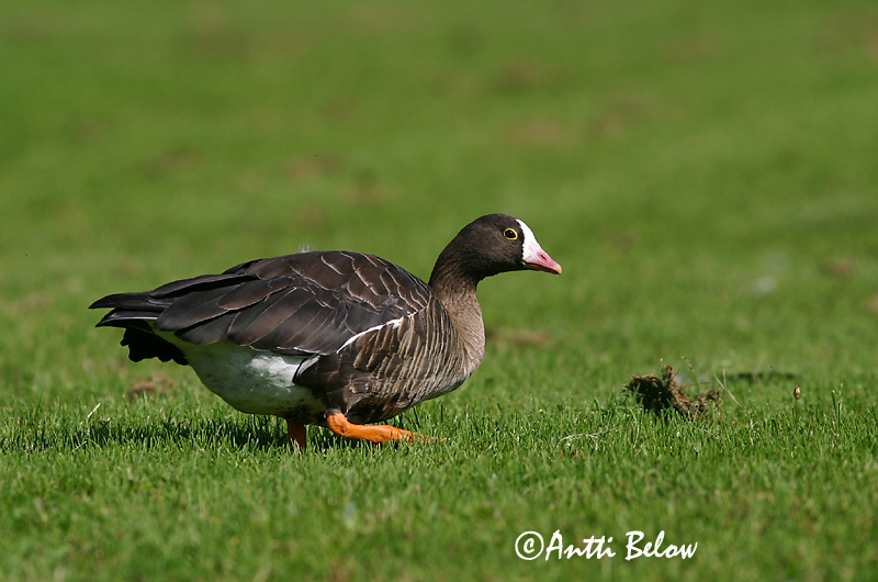 Avainsanat: Oca riallera petita Dværggås Dwerggans Lesser White-fronted Goose Väike-laukhani Kiljuhanhi Oie naine Zwerggans Kis lilik Fjallgæs Dverggås Ganso-pequena-de-testa-branca Anser erythropus Ansar Chico Fjällgås