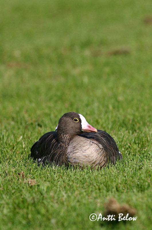 Avainsanat: Oca riallera petita Dværggås Dwerggans Lesser White-fronted Goose Väike-laukhani Kiljuhanhi Oie naine Zwerggans Kis lilik Fjallgæs Dverggås Ganso-pequena-de-testa-branca Anser erythropus Ansar Chico Fjällgås
