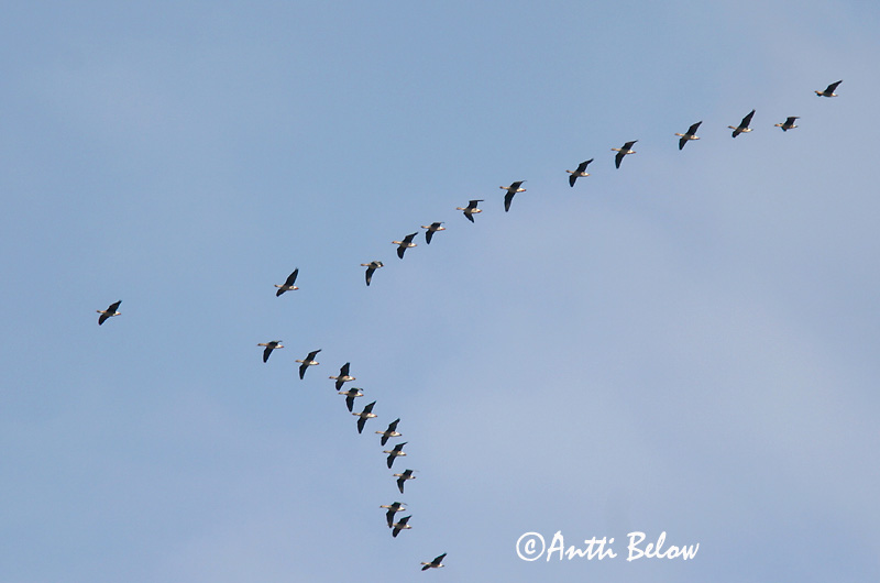 Avainsanat: Oca salvatge Sædgås Rietgans Bean Goose Rabahani Metsähanhi Oie des moissons Saatgans Vetési lúd Akurgæs Sædgås Ganso-campestre Anser fabalis Ansar Campestre Sädgås