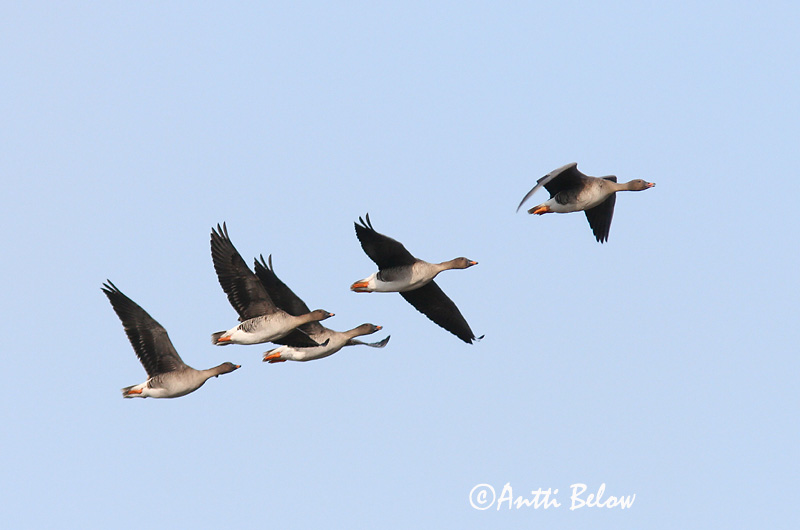 Avainsanat: Oca salvatge Sædgås Rietgans Bean Goose Rabahani Metsähanhi Oie des moissons Saatgans Vetési lúd Akurgæs Sædgås Ganso-campestre Anser fabalis Ansar Campestre Sädgås