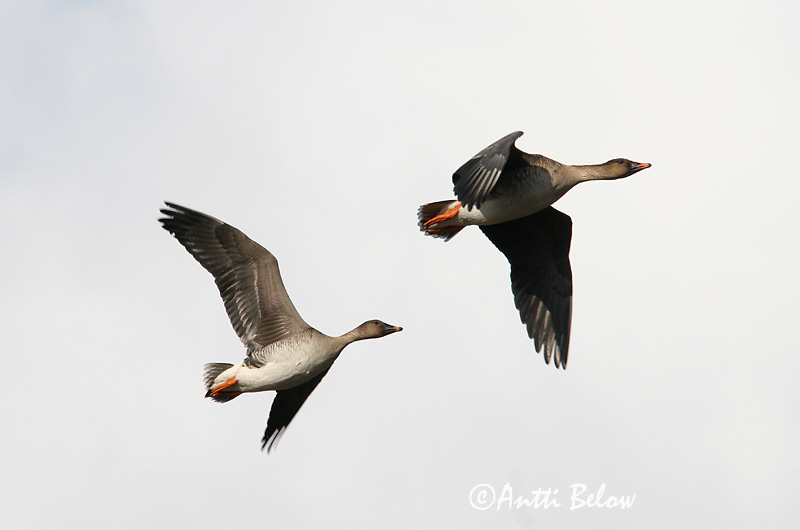 Avainsanat: Oca salvatge Sædgås Rietgans Bean Goose Rabahani Metsähanhi Oie des moissons Saatgans Vetési lúd Akurgæs Sædgås Ganso-campestre Anser fabalis Ansar Campestre Sädgås