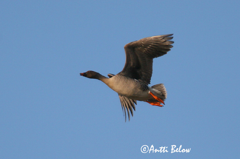 Avainsanat: Oca salvatge Sædgås Rietgans Bean Goose Rabahani Metsähanhi Oie des moissons Saatgans Vetési lúd Akurgæs Sædgås Ganso-campestre Anser fabalis Ansar Campestre Sädgås