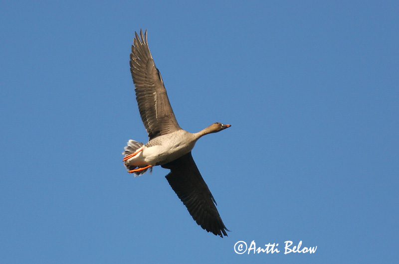 Avainsanat: Oca salvatge Sædgås Rietgans Bean Goose Rabahani Metsähanhi Oie des moissons Saatgans Vetési lúd Akurgæs Sædgås Ganso-campestre Anser fabalis Ansar Campestre Sädgås